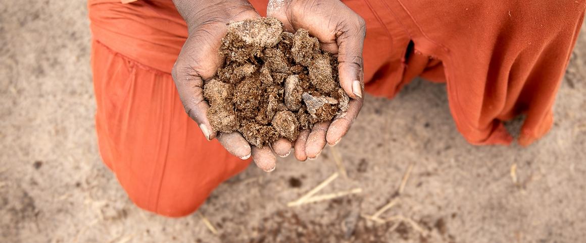 Les certifications de séquestration de carbone dans les sols pour l'agriculture sont censées apporter un soutien financier aux exploitations qui souhaitent se diriger vers des pratiques agricoles durables © R. Belmin, Cirad